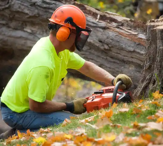 tree services Silver Lake